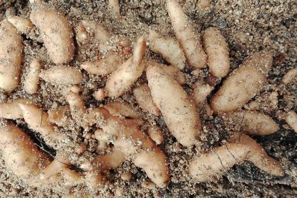 天麻的栽培与种植技术,几年才能收获