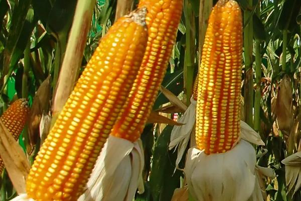 蠡玉88玉米种简介,适合哪里种植,产量如何