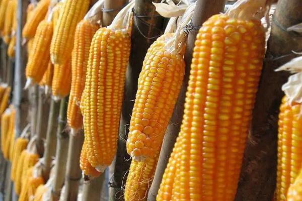 蠡玉88玉米种简介,适合哪里种植,产量如何