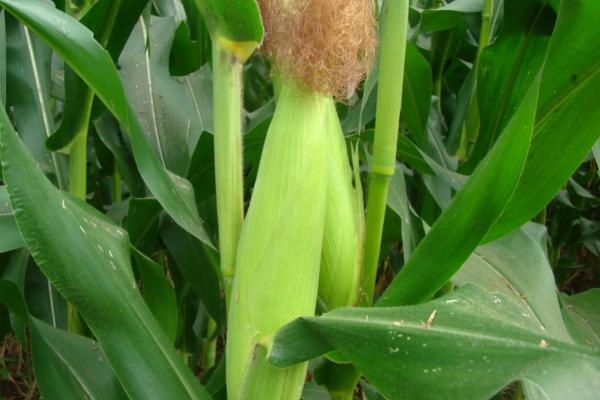 蠡玉88玉米种简介,适合哪里种植,产量如何