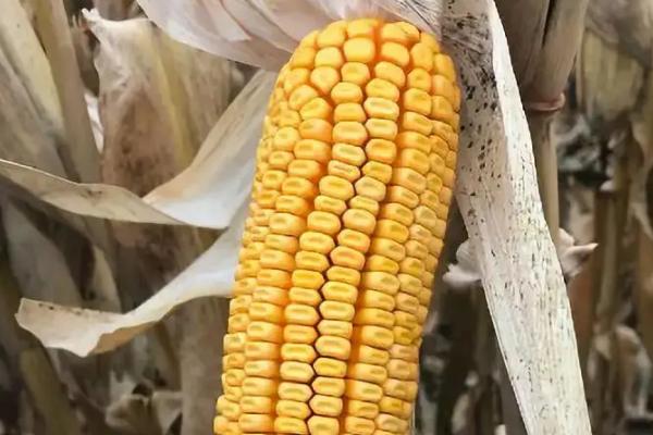 蠡玉88玉米种简介,适合哪里种植,产量如何