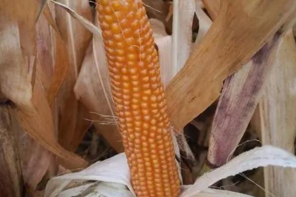 蠡玉88玉米种简介,适合哪里种植,产量如何