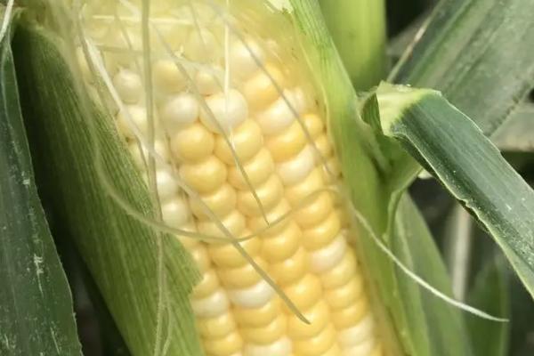 益农72玉米种简介,适合哪里种植,产量如何