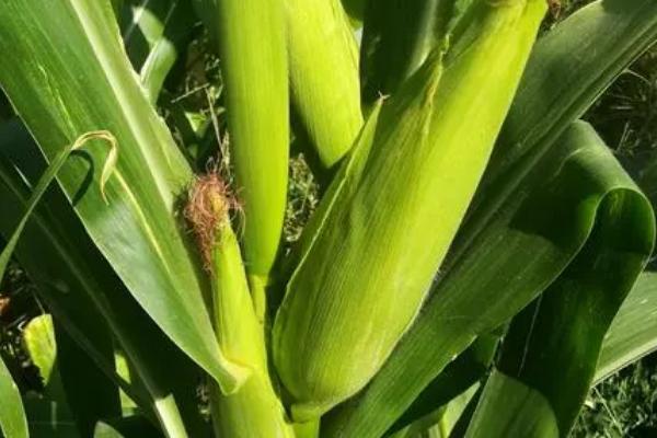 24行特大红轴玉米品种有哪些