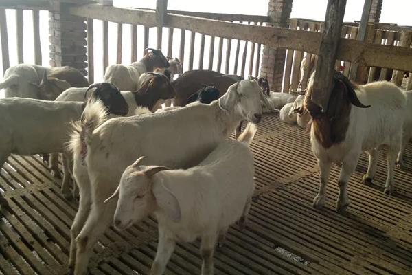山羊的养殖方法与技术