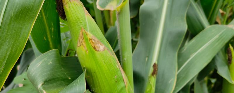 26到28行的玉米品种有哪些