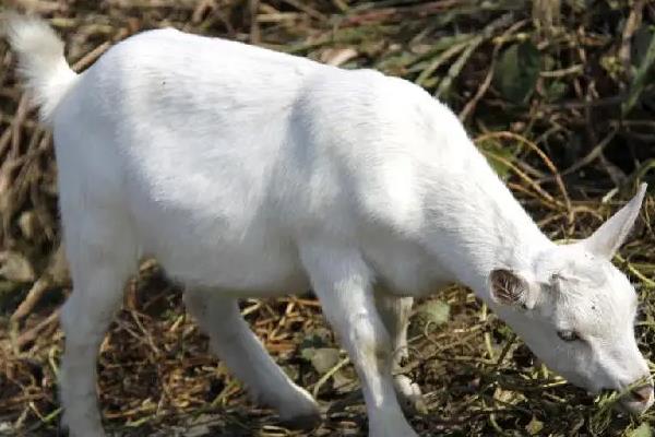 山羊的养殖方法与技术