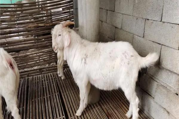 山羊的养殖方法与技术