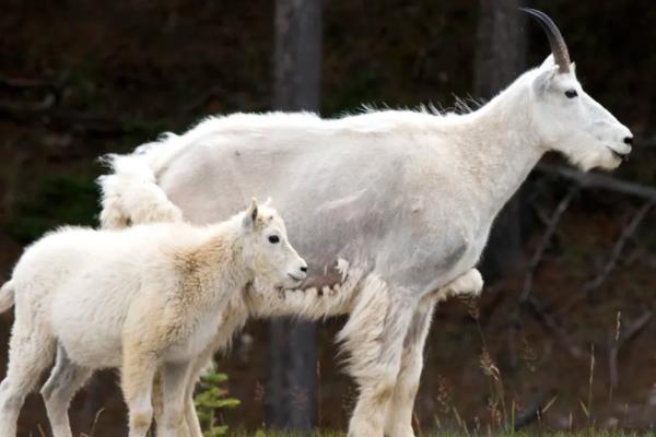 山羊的养殖方法与技术