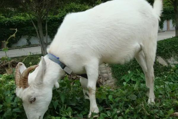 山羊的养殖方法与技术