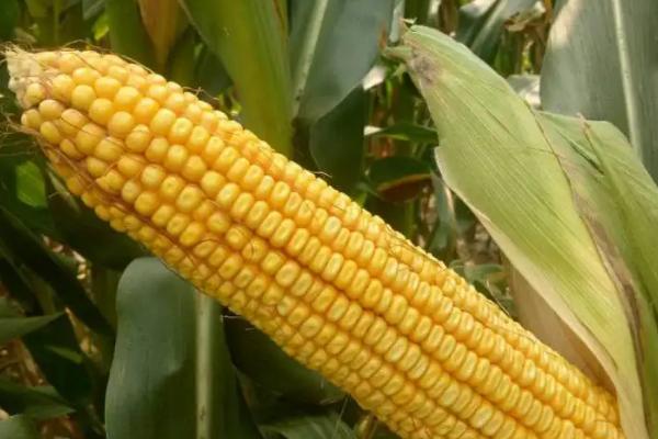 26到28行的玉米品种有哪些