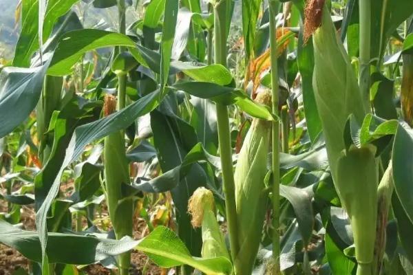 26到28行的玉米品种有哪些