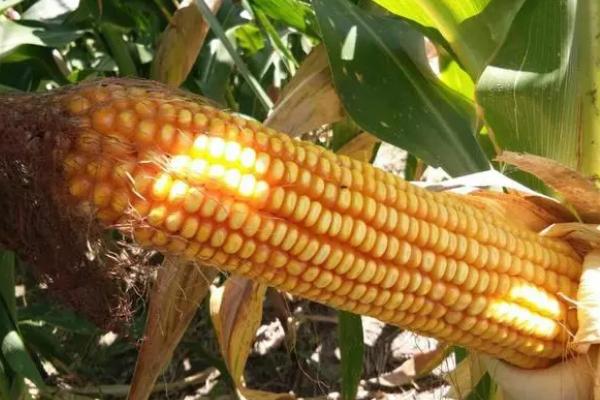 26到28行的玉米品种有哪些