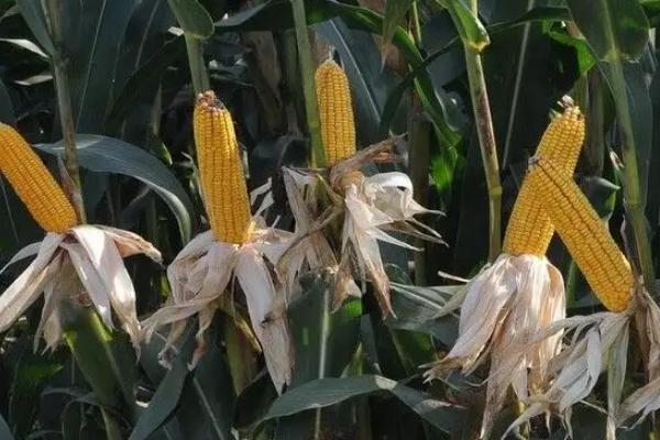 26到28行的玉米品种有哪些