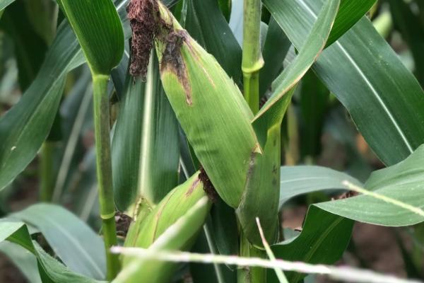 24行特大红轴玉米品种有哪些