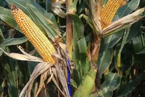 双棒玉米品种有哪些