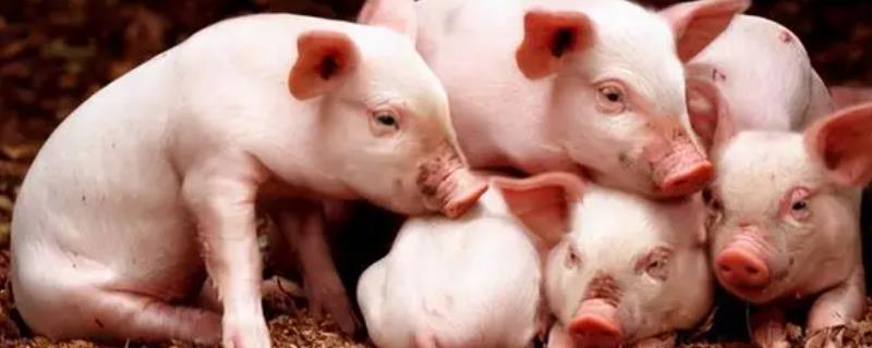 小猪被母猪踩破皮怎么处理,如何防止小猪被压