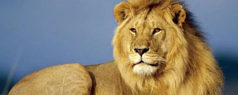 母狮和雄狮繁殖过程,母狮和雄狮如何分辨