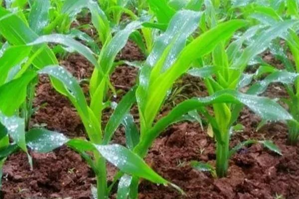 玉米生长温度不能低于多少度，玉米生长期分为几个阶段