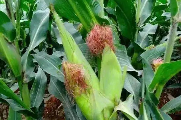 玉米生长温度不能低于多少度，玉米生长期分为几个阶段