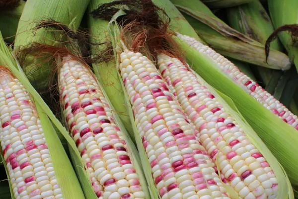 玉米生长温度不能低于多少度，玉米生长期分为几个阶段