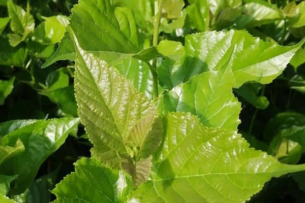 桑苗的生长周期,桑苗是如何培育出来的