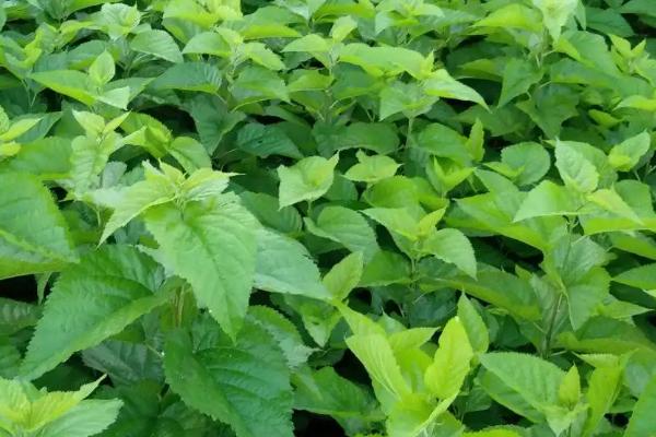 桑苗的生长周期,桑苗是如何培育出来的