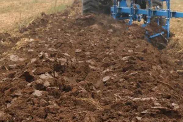 桑苗的生长周期,桑苗是如何培育出来的