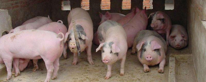 猪吐是什么病用什么药,是什么原因引起的