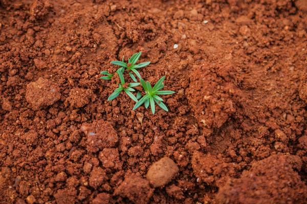 农作物生长的三大要素，农作物生长的必要条件