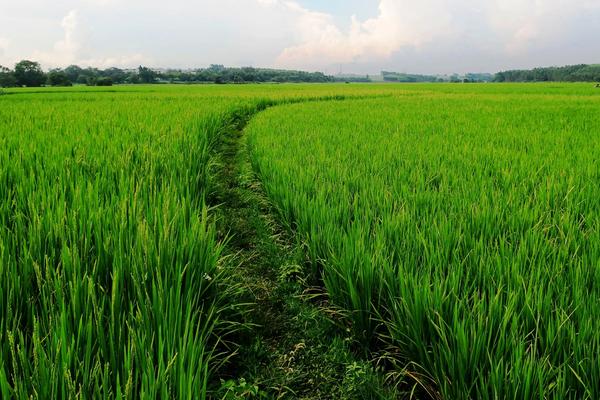 农作物生长的三大要素，农作物生长的必要条件