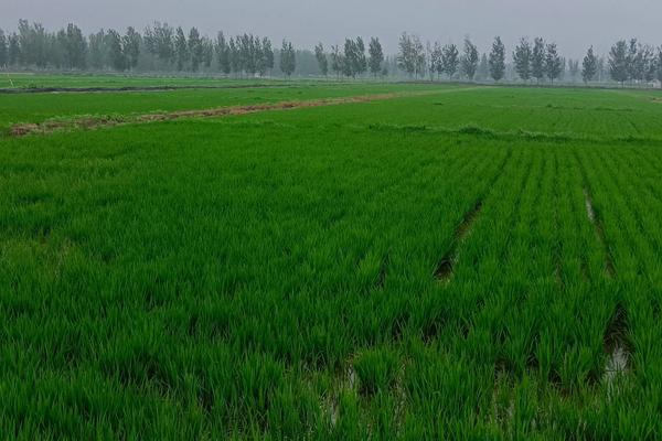 农作物生长的三大要素，农作物生长的必要条件