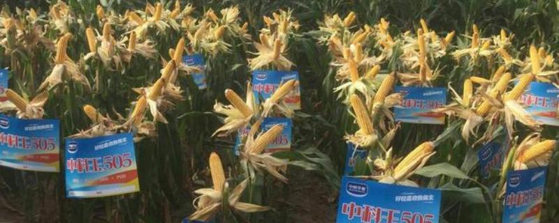 中科505和中科玉505有区别吗，中科玉505品种介绍