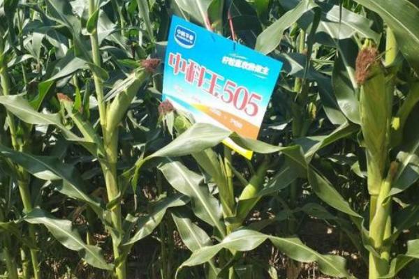 中科505和中科玉505有区别吗，中科玉505品种介绍
