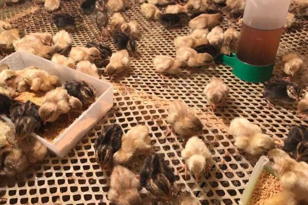 芦丁鸡和鹌鹑是一个品种吗,芦丁鸡是鸡还是鸟