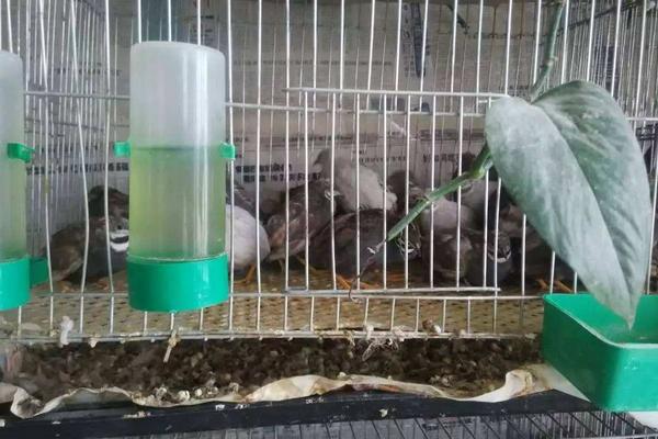 芦丁鸡和鹌鹑是一个品种吗,芦丁鸡是鸡还是鸟