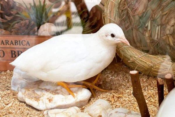 芦丁鸡和鹌鹑是一个品种吗,芦丁鸡是鸡还是鸟