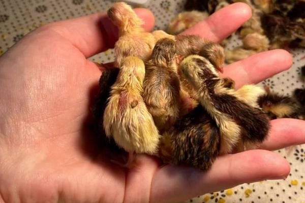 芦丁鸡和鹌鹑是一个品种吗,芦丁鸡是鸡还是鸟