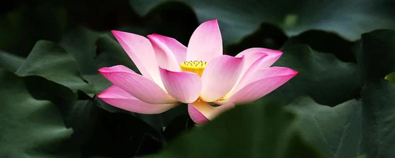 荷花的用途,荷花是什么颜色的