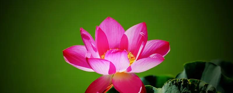 荷花的生长过程,附荷花的生长环境和生长特点