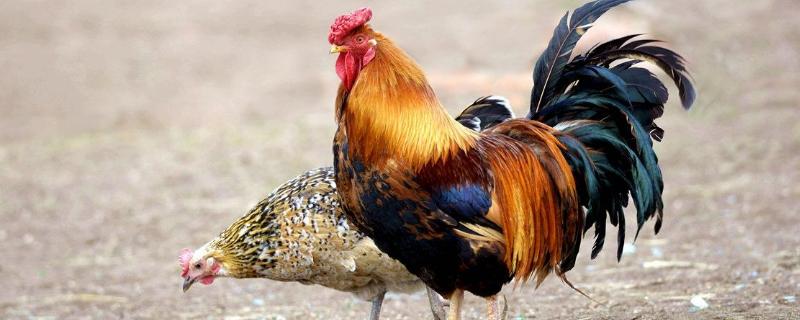 公鸡寿命最长是几年,公鸡和母鸡有什么区别