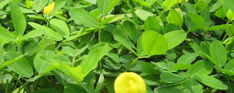 新叶失绿缺氮还是硫,如何防治