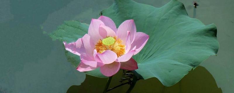 荷花的形状像什么，可以吃吗