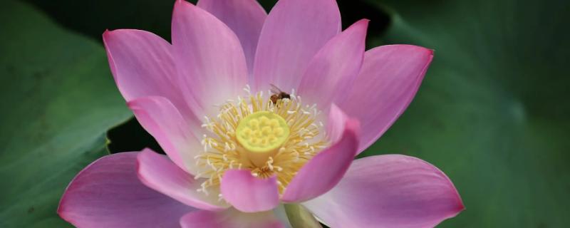 荷花的根是莲藕吗,荷花是莲花吗