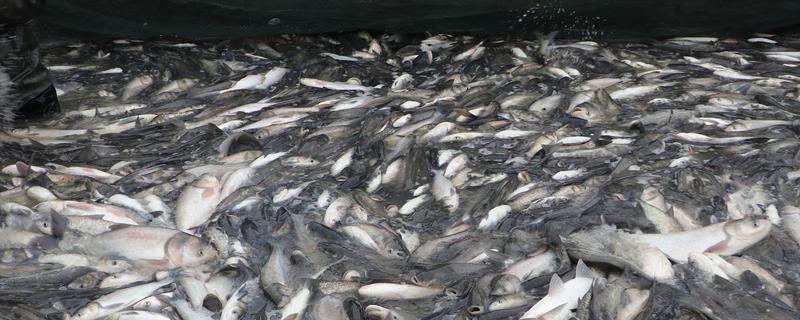 2两白鲢一年长几斤,白鲢是大头鱼吗