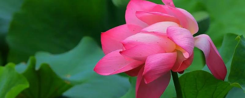 荷花的别称有哪些,荷花是春天开还是夏天开