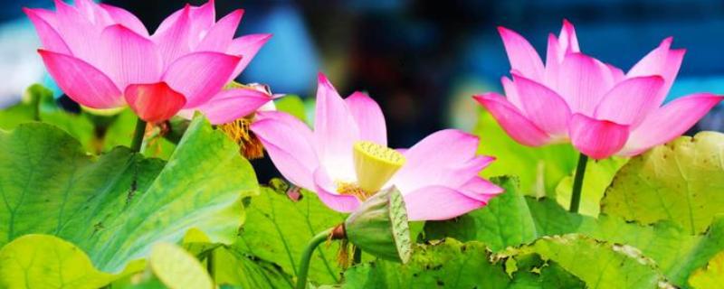 荷花的品质和精神,莲藕是荷花的根吗