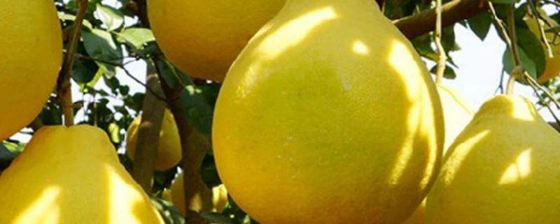 沙田柚原产地是哪里，附种植条件