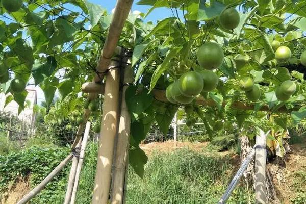 罗汉果种植与管理技术,罗汉果种植多久才可以结果