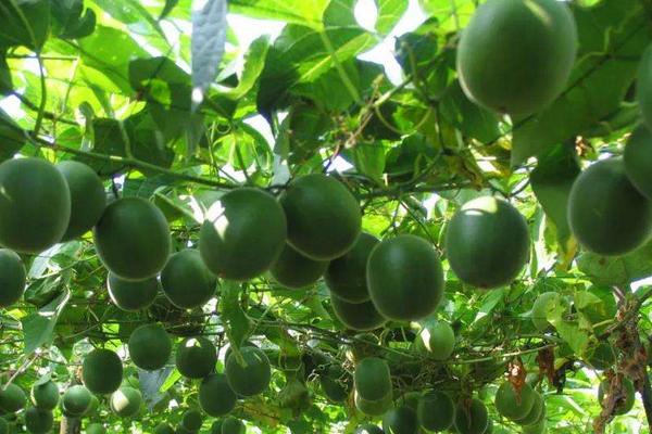 罗汉果种植与管理技术,罗汉果种植多久才可以结果